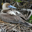 Red-footed Booby